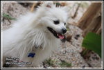 IMG_4063z