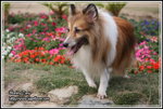 IMG_4174z