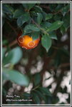 IMG_4182z
