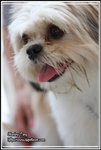 IMG_4271z