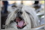 IMG_4273z