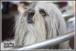 IMG_4275z