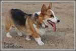 IMG_4544z
