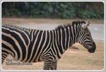 IMG_2158z