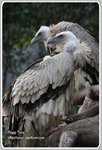 IMG_2178z