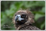 IMG_2184z