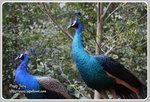 IMG_2208z