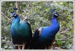 IMG_2210z