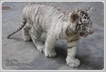 IMG_2225z