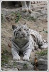 IMG_2243z