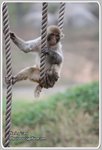 IMG_2531z