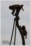 IMG_2536z