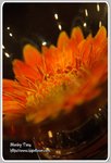 IMG_2605z