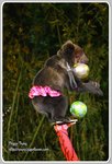 IMG_2676z