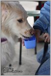 IMG_0929z