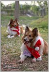 IMG_0995z
