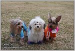 IMG_1011z