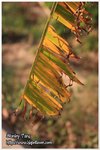 IMG_9485z