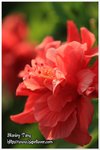 IMG_9487z