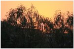 IMG_9617s
