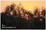 IMG_9617z