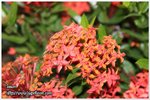 IMG_9651z