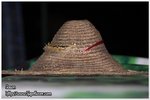 IMG_9742z