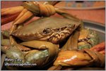 IMG_9113z
