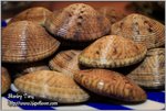 IMG_9116z