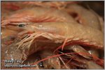 IMG_9117z