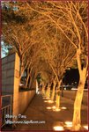 IMG_8871z