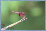 IMG_7118z