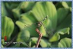 IMG_7130z