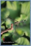 IMG_7132z