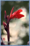 IMG_7145z