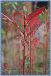 IMG_7149z