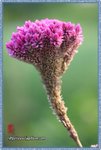 IMG_7159z