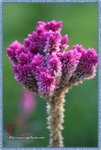 IMG_7161z