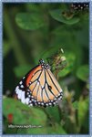 IMG_7188z
