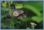 IMG_7193z