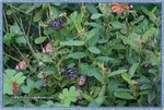 IMG_7194z