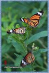 IMG_7202z