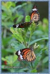 IMG_7204z