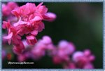 IMG_7225z