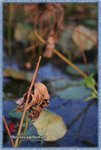 IMG_7241z