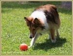 IMG_0246z