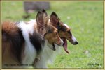 IMG_0258z
