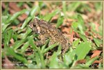 IMG_0600z
