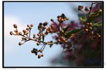 IMG_2561z