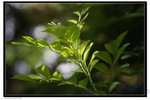 IMG_2643z